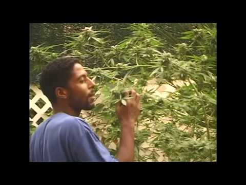 Reproducir vídeo