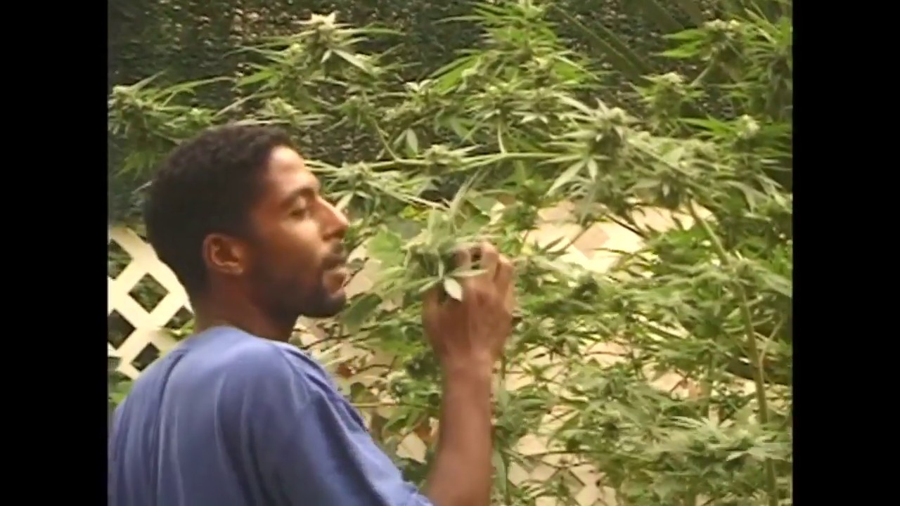 Living Big, living green: Axel Serrat (Vídeo)