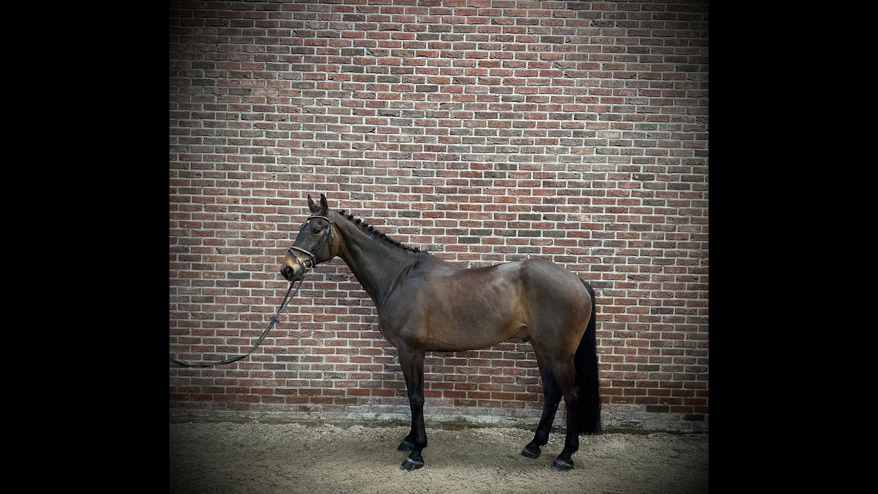 Sandros Rough Diamond ☆ (SANDRO BOY x COLIN DIAMOND) video 2