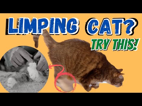 Limping Cat? Try this Holistic Antibiotic and Natural Pain Killer