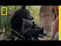 Big Bend's New Bear Cubs | America's National Parks | National Geographic