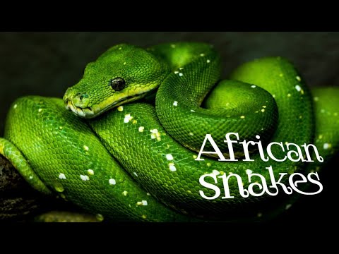 Die Geheimenisse van Afrikaanse Slange: Alles Wat Jy Moet Weet!