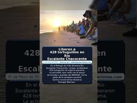 Liberan a 428 tortuguillos en Río Escalante Chacocente