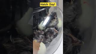 Hatch Day For Baby Chicks Incubator Day 21! #chicken #fun #birds #chirping #babyanimals #life #egg