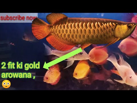 discus golden arowana cichlids fish shop देखते है आज कंही और की मछली