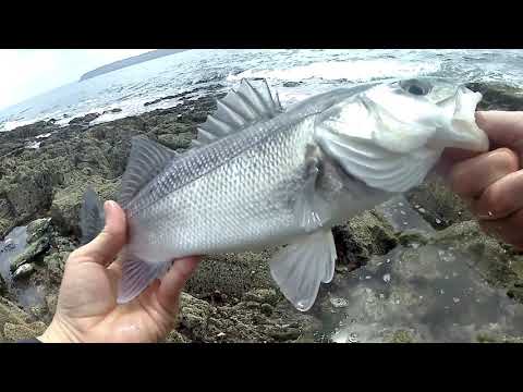 Fiiish Black Minnow & Westin Sandy Andy sand eel, the classic GAME CHANGERS