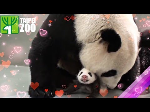 圓仔回到媽媽懷抱 Giant Panda Cub Yuan Zai Reunited with Mother Panda, Yuan Yuan (English Subtitle Available)