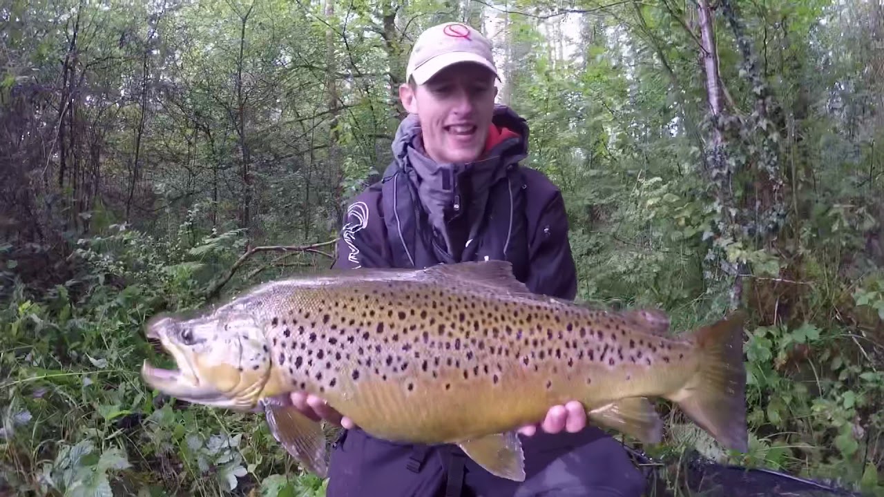 Releasing huge ferox/brown trout Ireland