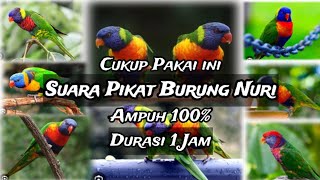 Download lagu Suara Pikat Burung Nuri Spesial 1 Jam dijamin ampuh mp3