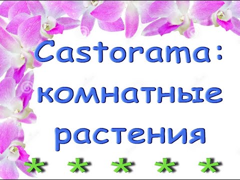 Castorama:КОМНАТНЫЕ РАСТЕНИЯ,01.04.21.Касторама,Самара.