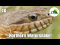 The Northern Water Snake: Everything You Need To Know!