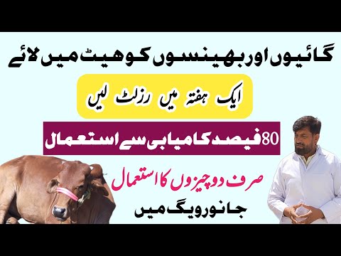 Cow Buffalo Ko Heat گرمی Mein Lanay Ka سستا Tarika | Herbal Treatment For Anestrus | Heat problems