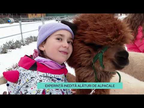 Stirile Kanal D - Experienta inedita alaturi de alpacale! | Editie de pranz