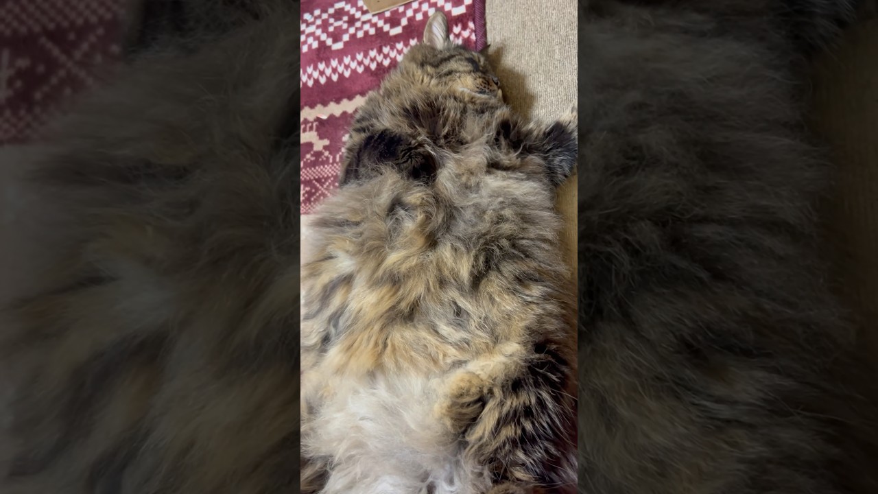 日曜の夜のぎんしんはち★まったりぐーたら♪