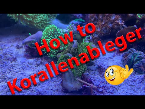 Blue Passion - Wie macht man Ableger? - Weichkorallen