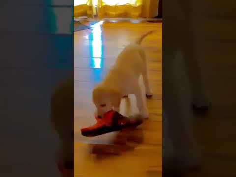 i got a new dog but didnt expect this