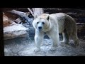 Safari Scrapbook Bear
