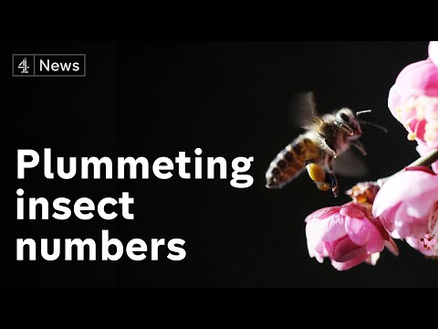 Where have all our insects gone? Report finds 50% fewer than 15 years ago