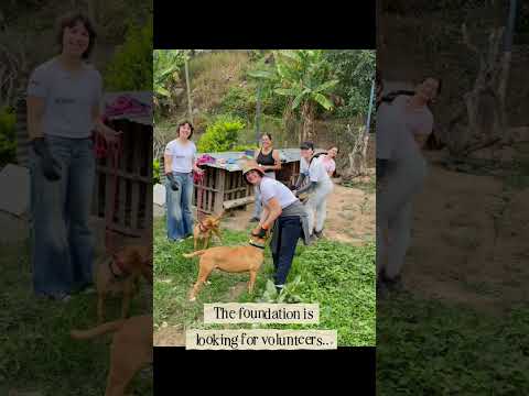 Dog & Cat Lovers Volunteer program in Bucaramanga, Colombia — video 1
