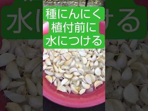 なぜ牛乳で植物に水をやるのですか？この古代の農業技術のすべての利点  庭園