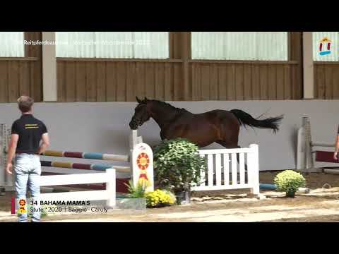 KN 34 Bahama Mama  *2020 Stute v. Baggio - Caroly