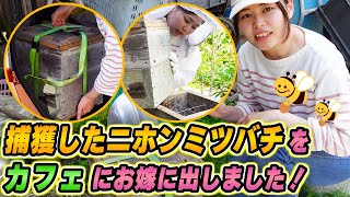 捕獲したニホンミツバチの群をギャラリーカフェ日々さんへ移動させました！
