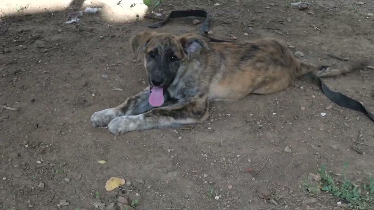 Enlarge Maples, a Adoptable mixed breed in Boulder, CO video 6/6