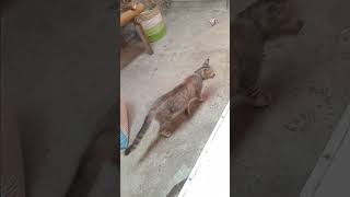 Download lagu kucing giras mp3 Download lagu kucing giras mp3