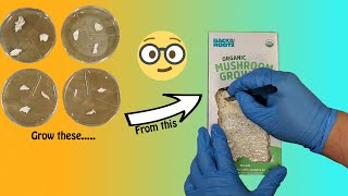 Cloning a Store-Bought Oyster Mushroom Grow Kit on Agar