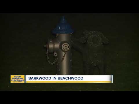 Pup Friendly Beachwood Spots Found