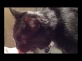 Cat Bites Woman S Nose