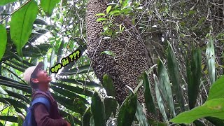 Download lagu Sarang super jumbo berdiri #madu #hutan #apisdorsata #lestari #vidio  mp3