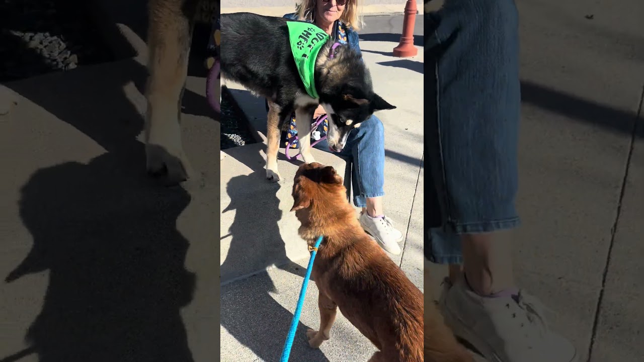 Enlarge Lucas, a Adoptable Siberian Husky in Upland, CA video 6/6