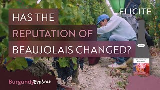 What is Beaujolais Wine? Breaking Down The Region
