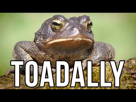 download lagu mp3 mp4 Animal Puns, download lagu Animal Puns gratis, unduh video klip Download Animal Puns Mp3 dan Mp4 Viral Gratis