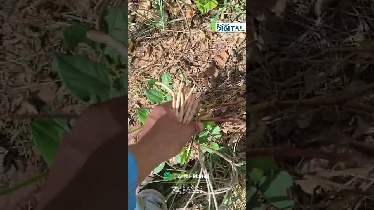 Gatinha interrompe colheita para pedir carinho