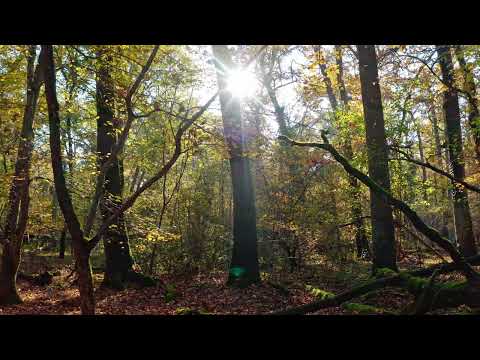 Őszi erdő madárhangokkal - Autumn forest with bird sounds