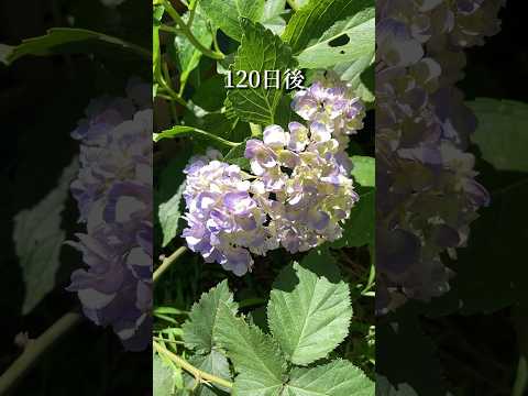 アジサイが育つまでどれくらいかかりますか？より速く成長させるための重要なヒント  庭園