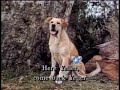Disney Dog Song Old Yeller