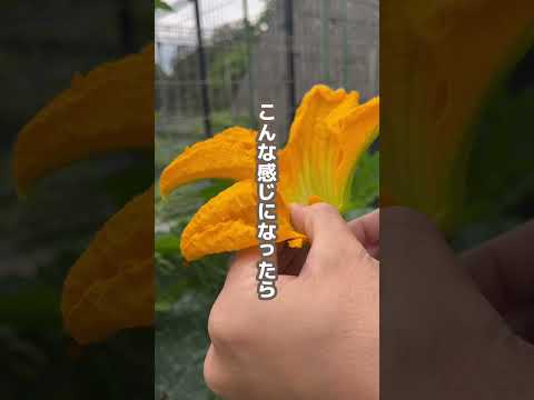 ズッキーニが大きくならないのはなぜですか? 6つの原因とその解決策をご紹介します！  庭園