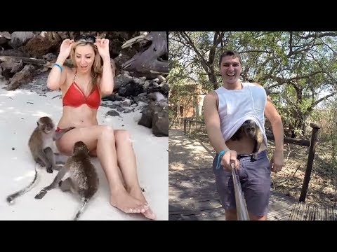 Funniest Monkeys | Cute And Funny Monkey Videos Compilation | 2020