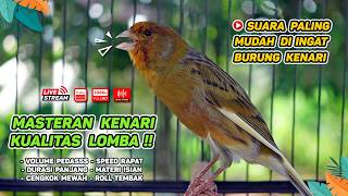Download lagu Kenari GACOR NGEREK‼️ Masteran Kenari PAUD dan Pancingan Kenari MACET BUNYI dan Betina NGIWIR - 296 mp3