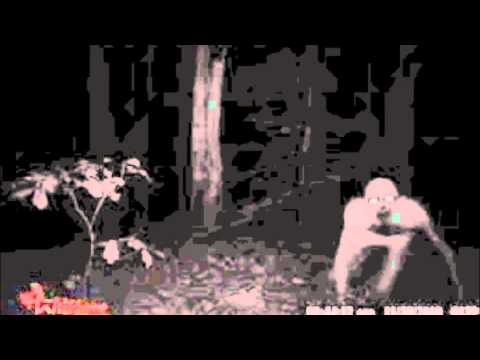 Photo of the Dover Demon?