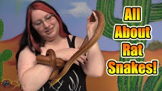 All About Rat Snakes! -- Fun Facts, General Care, & Why You Need One as a Pet! 🐍
