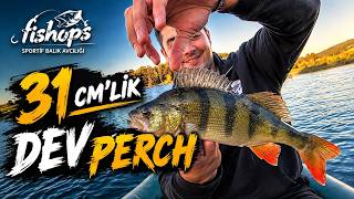 At-Çek lrf takımları ile Tatlı su levreği - Perch avı | DEVLERİN YUVASINI BULDUK