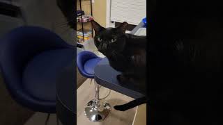 cat gathering for food #asmr #cat #cats #kitty #catcat #catlovers #happycats #catparty #catvideos
