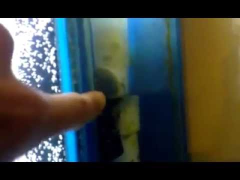 ★ HELP ★ Problem with Sump Overflow | Discus Fish UK