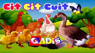 Cit Cit Cuit ❤️ Lagu anak indonesia  Burung Ayam Dan Bebek