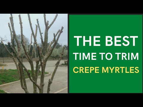 The Best Time to Trim Crepe Myrtles