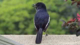 Download lagu Burung Magpie Robin menyanyikan lagu yang indah. mp3
